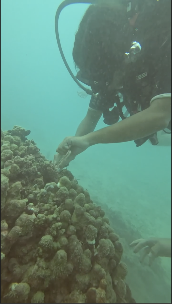 Diver collecting coral recruits